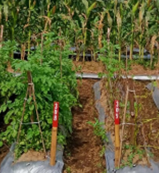 A picture showing the late blight resistant potato plant on the left with the conventional potato plant on the right. The late blight resistant plant is healthy and the conventional plant has succumbed to the late blight disese.